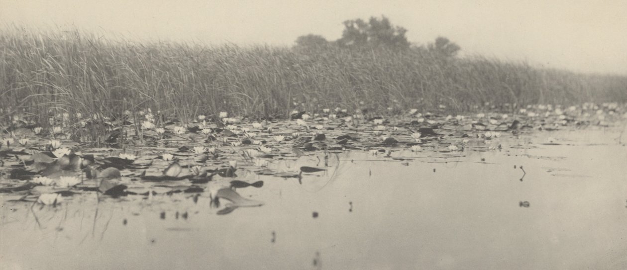 Vízililiom alkotó: Peter Henry Emerson and T.F. Goodall