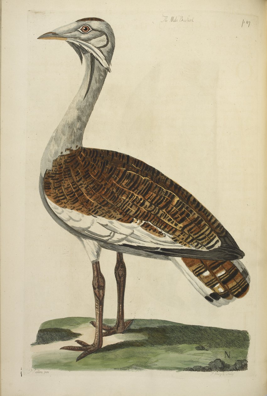 A hím túzok, illusztráció Thomas Pennant „The British Zoology” című művéből alkotó: Peter Mazell