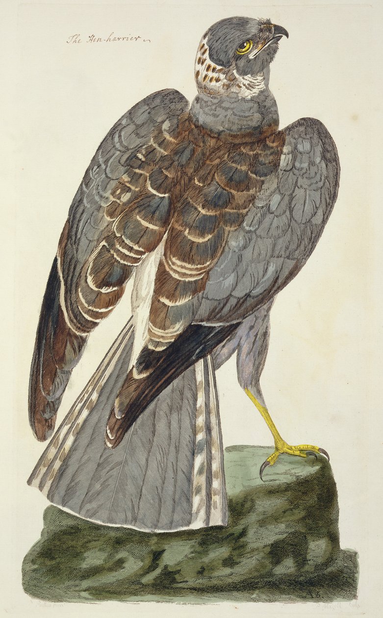 A tyúkhúr (Circus cyaneus) a "The British Zoology, Class II: Birds" című műből, metszette Peter Mazell (fl.1761-97) 1766-ban alkotó: Peter Paillou