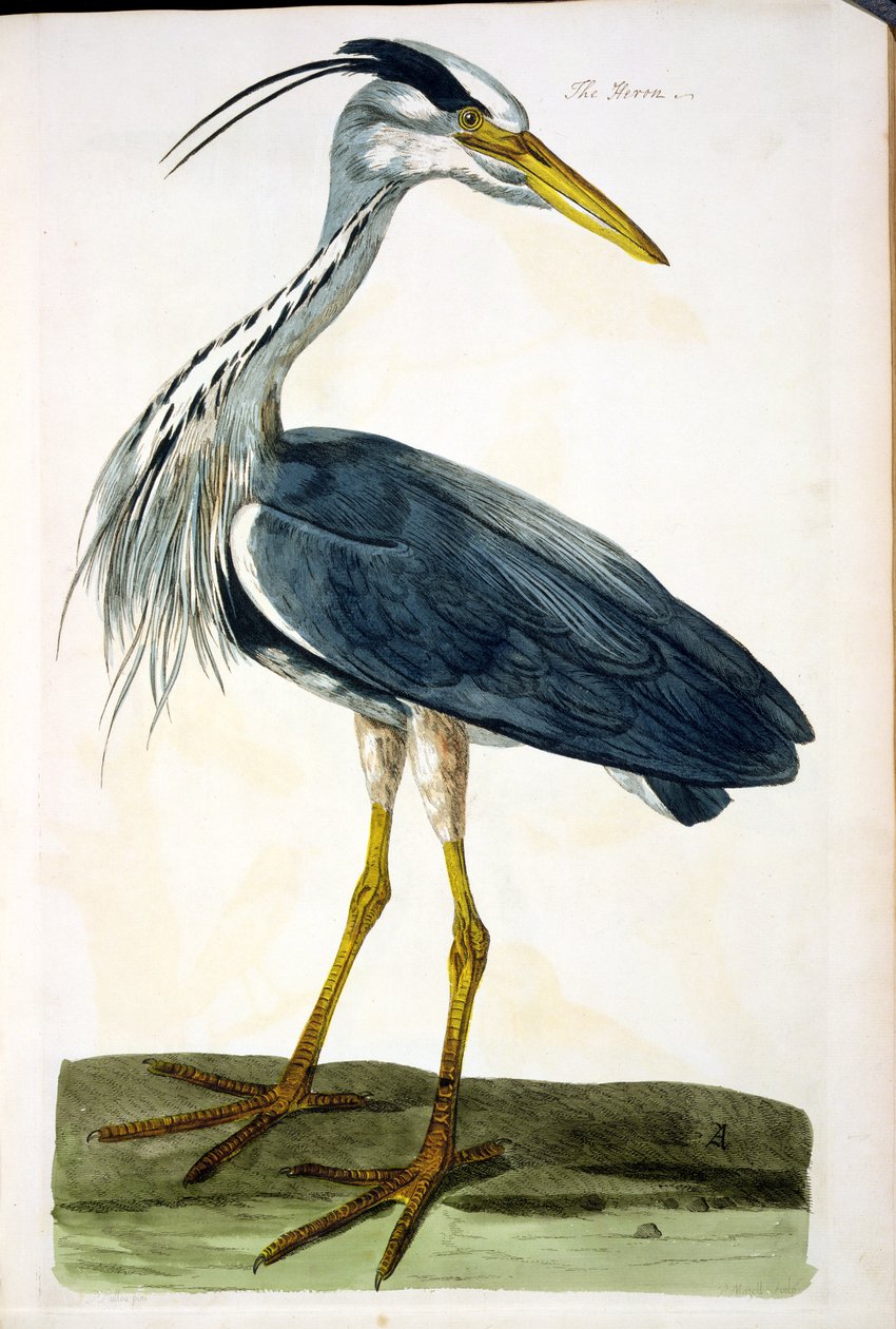 A Heron (Ardea cinerea) lemez a „The British Zoology, II. osztály: Madarak” című művéből, metszett Peter Mazell (fl.1761-97) 1766 alkotó: Peter Paillou