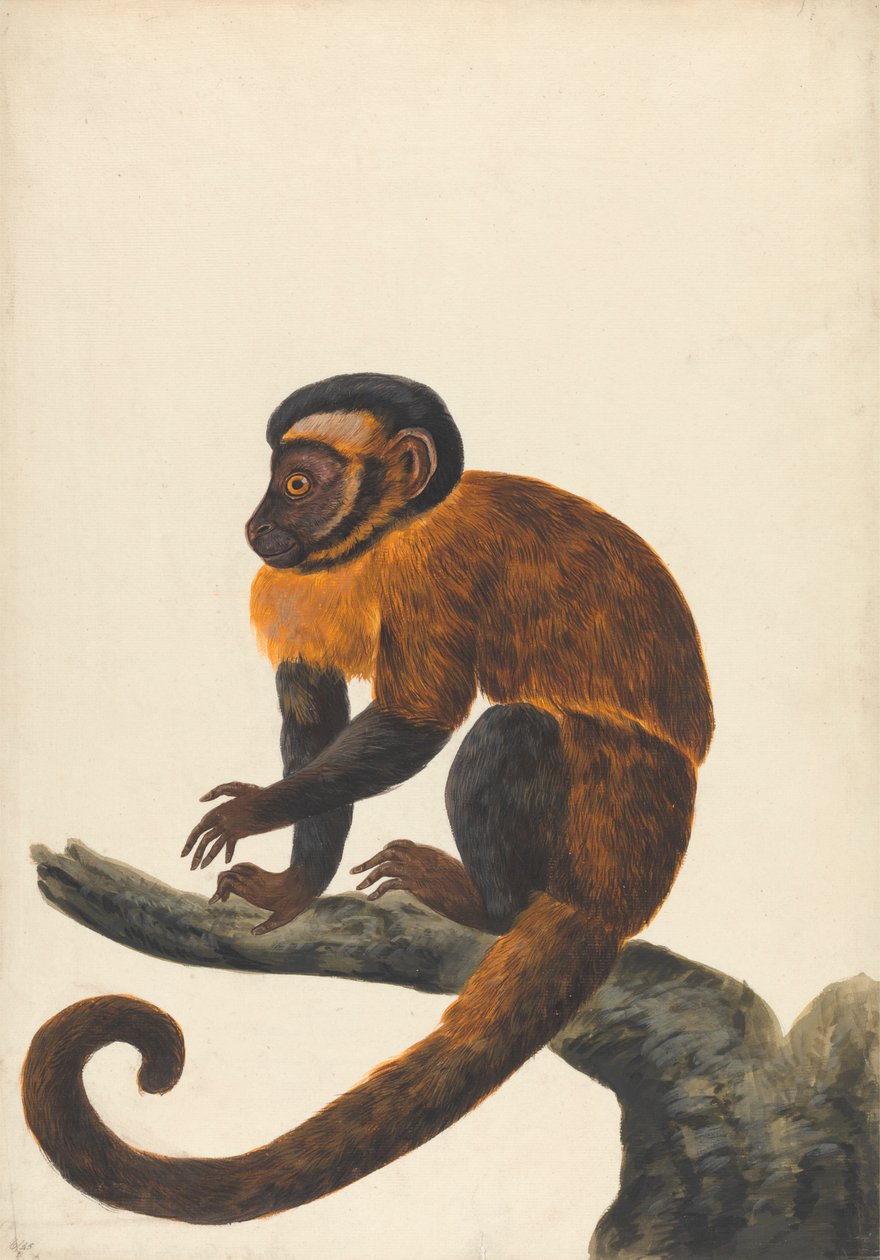 Egy kapucinus alkotó: Peter Paillou the younger