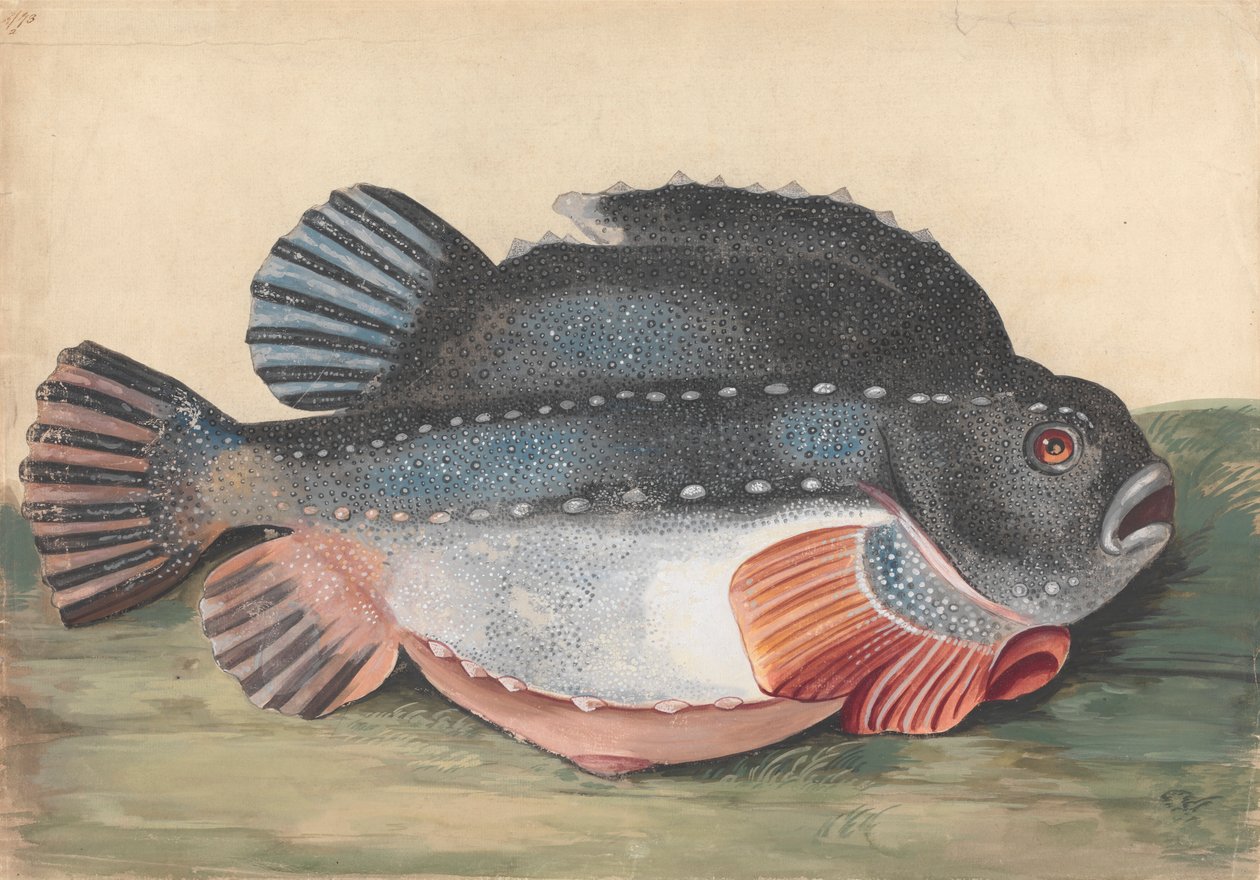Lumpsucker (férfi) alkotó: Peter Paillou the younger