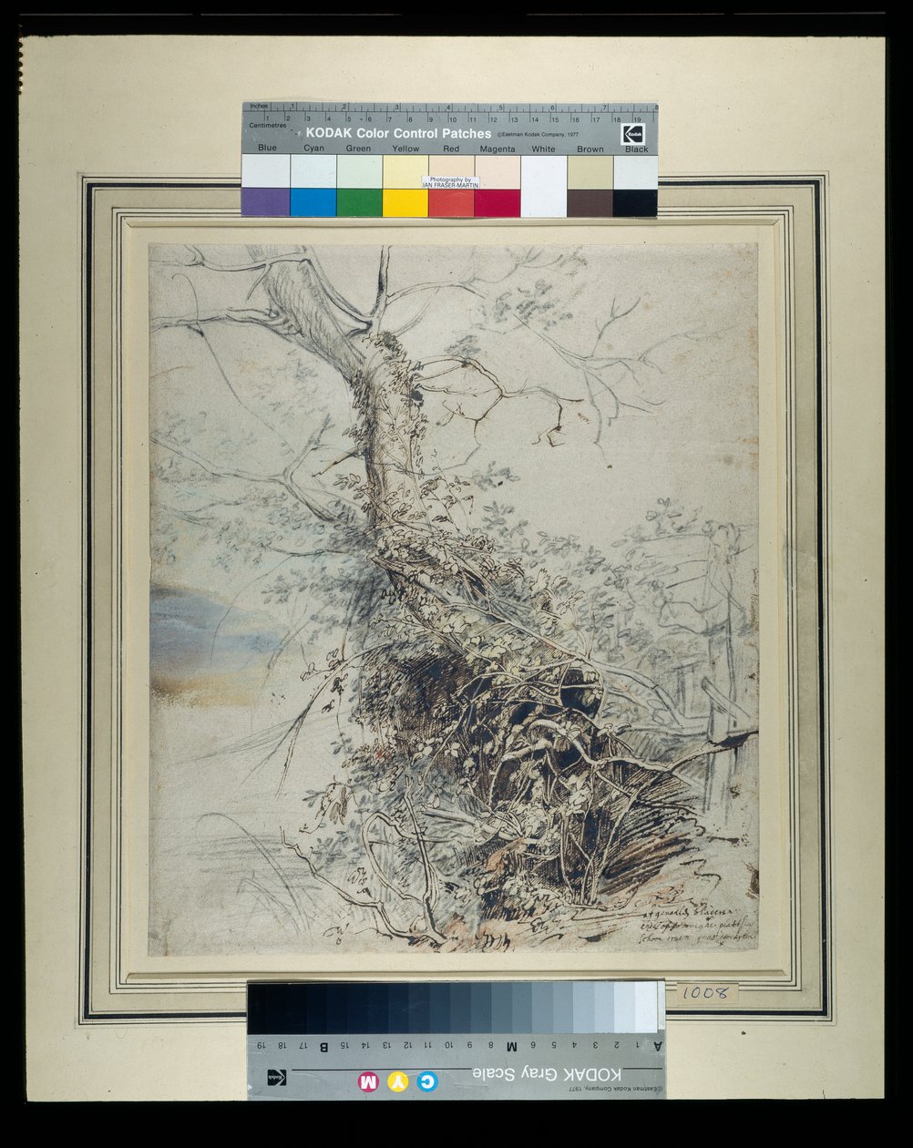 Haldokló fa, törzse kalászokkal borított, kerítés mellett, 1618-20 körül (toll és tinta krétákon, papíron lemosva) alkotó: Peter Paul Rubens