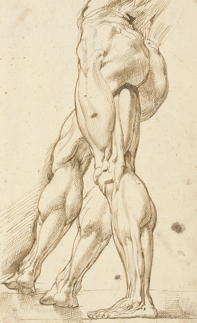 Ecorché tanulmány egy férfi akt lábáról, egy kiegészítő tanulmány a jobb lábról alkotó: Peter Paul Rubens
