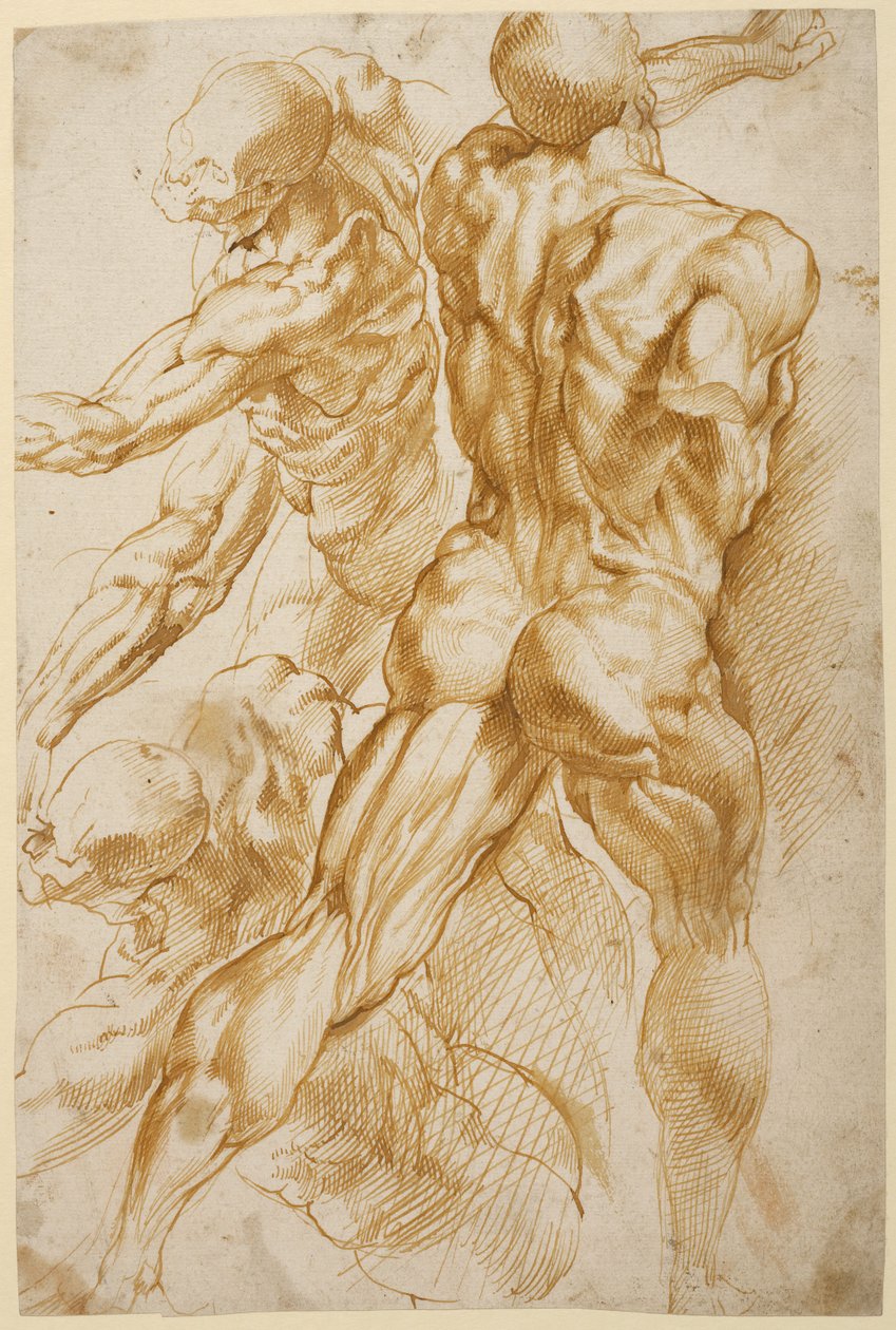 Anatómiai tanulmányok alkotó: Peter Paul Rubens