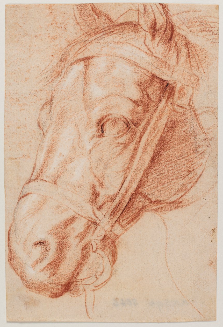 Lófej alkotó: Peter Paul Rubens