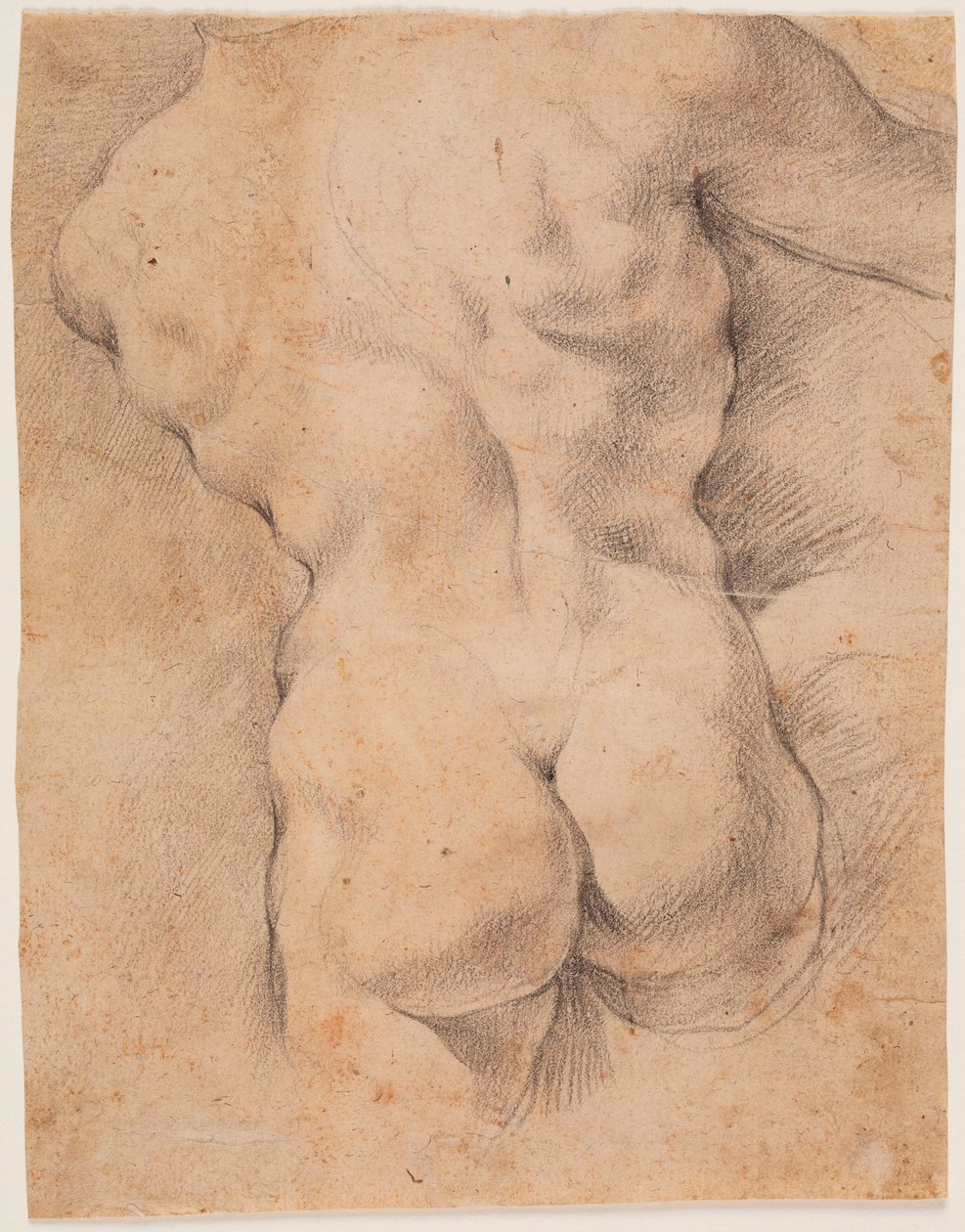 Hátulról látható férfitorzó alkotó: Peter Paul Rubens