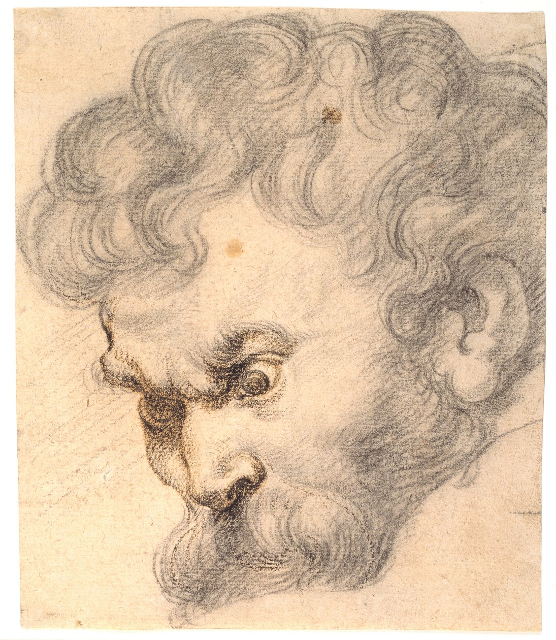 Tanulmány a „Sámson és az oroszlán” című műhöz. Sámson arca alkotó: Peter Paul Rubens