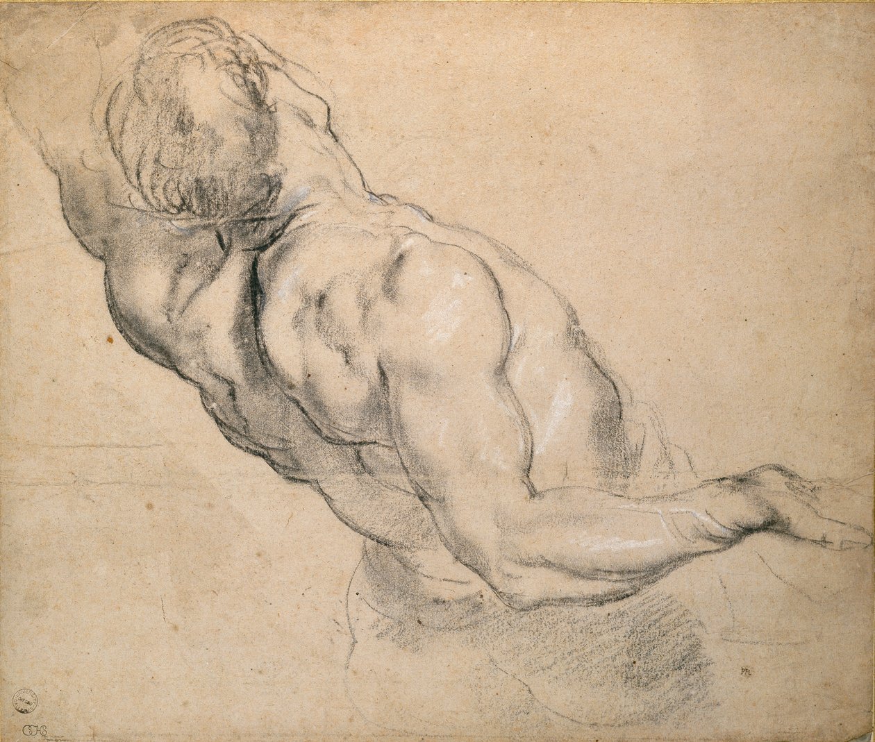 Tanulmány egy meztelen férfi törzsről, 1600-1640 alkotó: Peter Paul Rubens