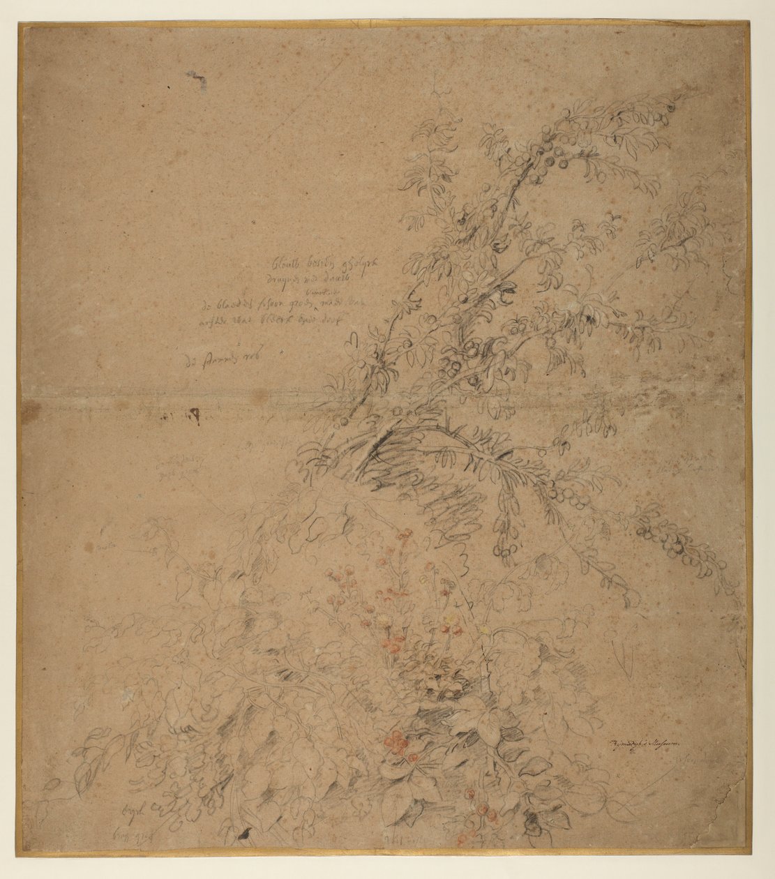 Vizsgálat a kökényről kalászossal és más növényekkel, 1620 körül alkotó: Peter Paul Rubens