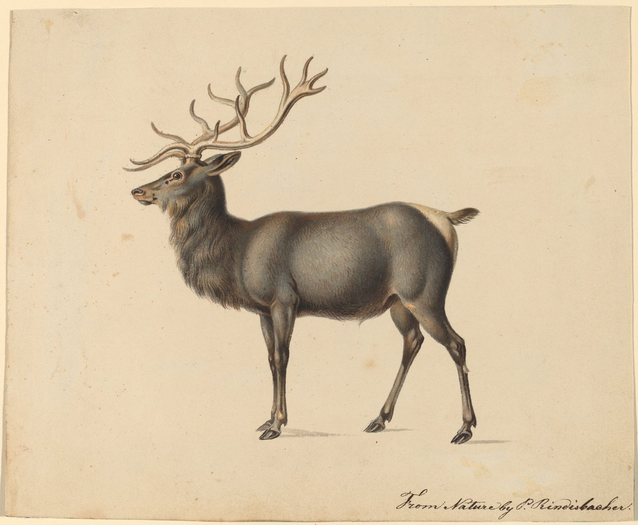 Európai jávorszarvas alkotó: Peter Rindisbacher