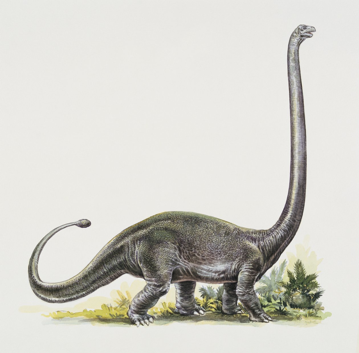 Egy omeisaurus oldalprofilja
(fotó) alkotó: Peter Ross