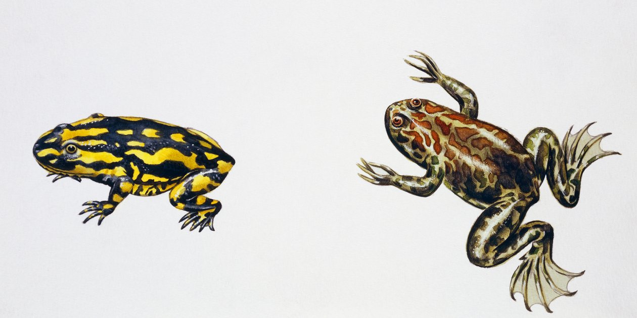 Triadobatrachus massinoti és Palaeobatrachus sp, Peter Ross művei
(fotó) alkotó: Peter Ross
