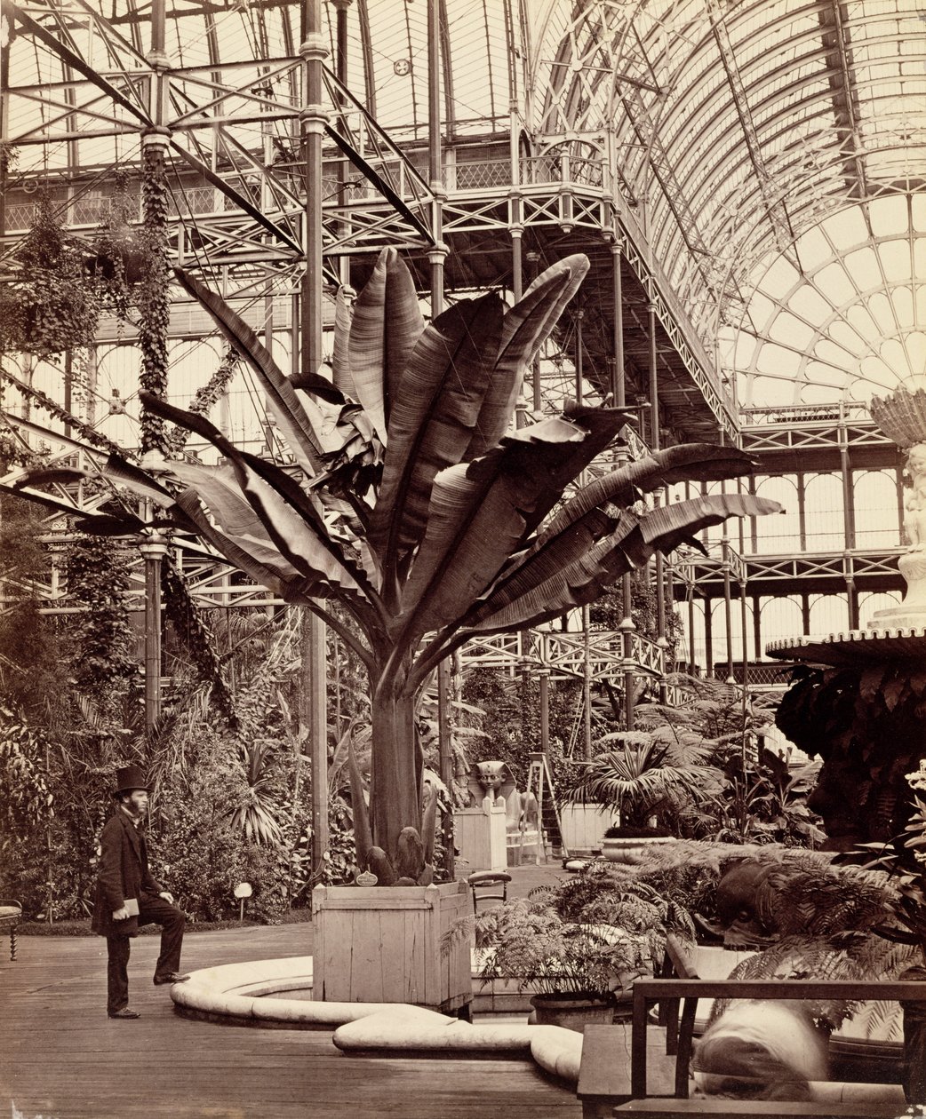 Trópusi növények az egyiptomi szobában, Crystal Palace, Sydenham, 1854 alkotó: Philip Henry Delamotte