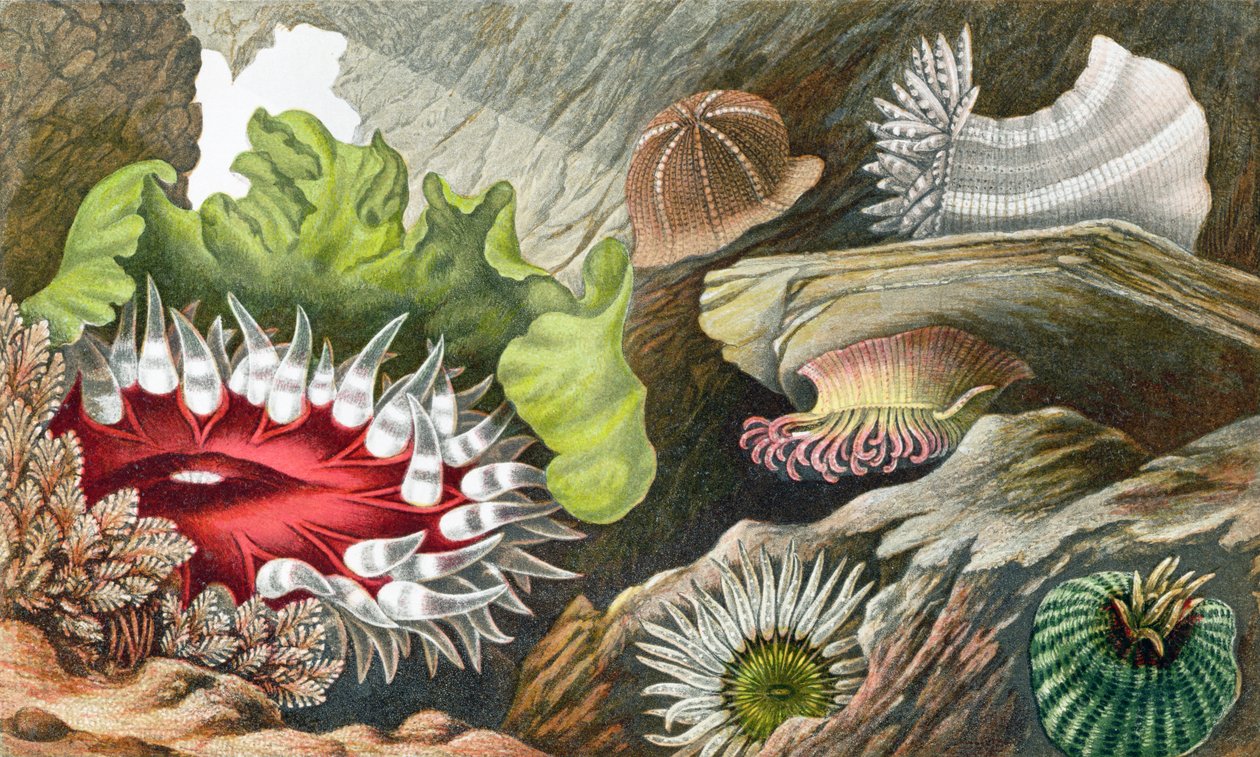 A Gem Pimplet, a Glaucus Pimplet és a Red Speckled Pimplet, IV. tábla az "Actinologia Britannica" című könyvből: A History of the British Sea Anemones and Corals", 1860 (kromolito) alkotó: Philip Henry Gosse