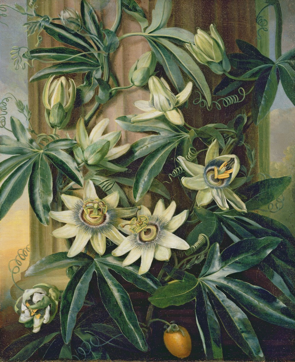 Kék golgotavirág a „Flora Templomához”, Robert Thornton, 1800 alkotó: Philip Reinagle
