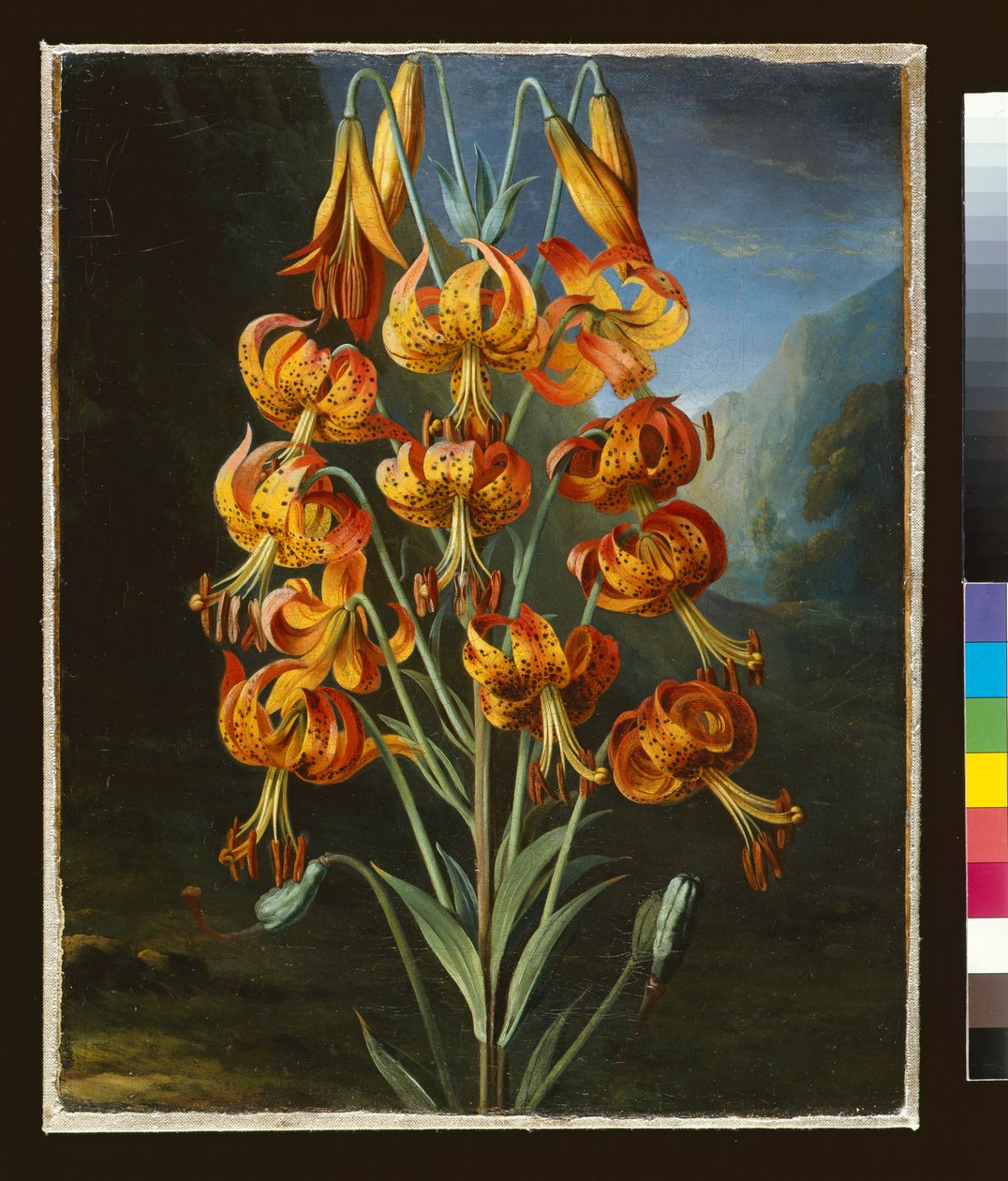 Lilium Superbum, festett R. J. Thorntons "Flóra temploma", 1798 körül alkotó: Philip Reinagle