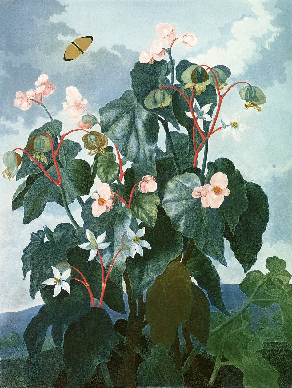 A ferde levelű begónia, Caldwell metszete, Robert Thornton „A Flora temploma” című kocsmából. 1800 alkotó: Philip Reinagle