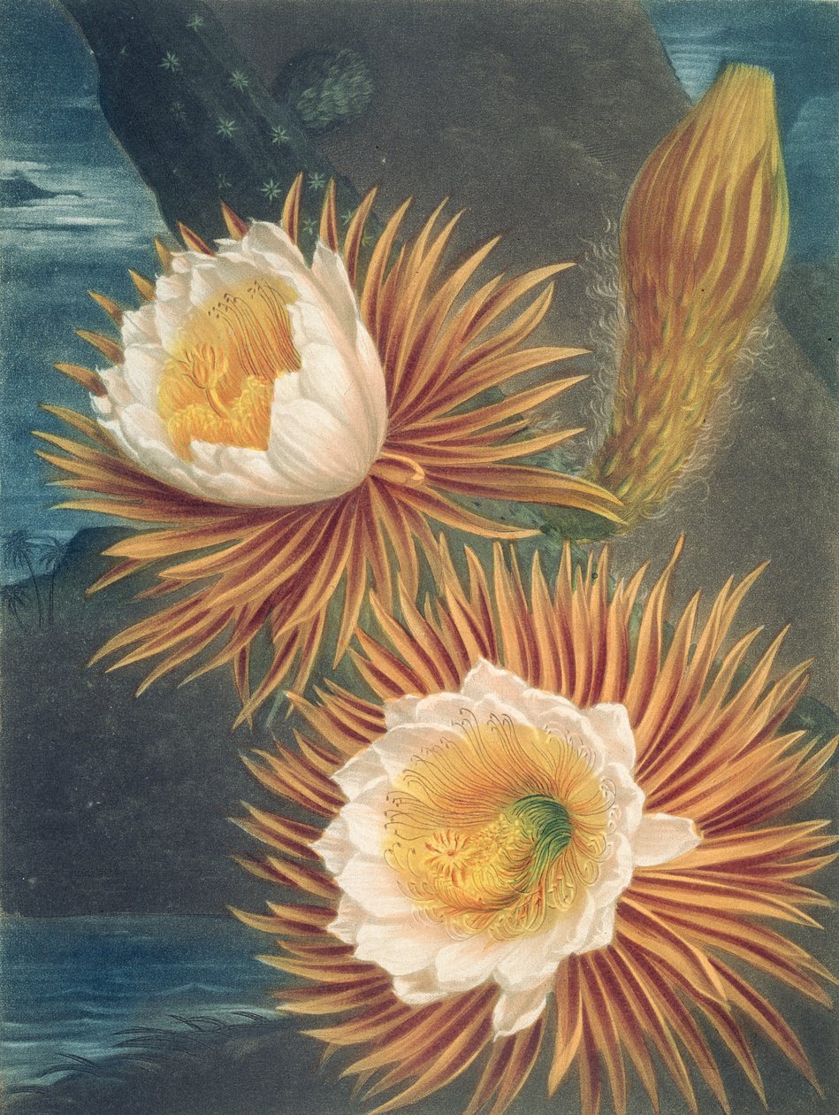 The Night-Blowing Cereus, Robert Thornton Flora templomából, 1812-ben jelent meg alkotó: Philip after Reinagle