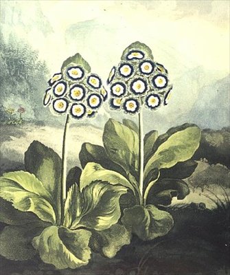 Primrose: Sutherland metszete, Robert Thornton "Temple of Flora" című 1807-es művéből. alkotó: Philip (after) Reinagle