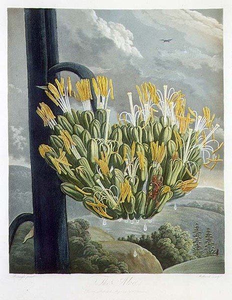 Az Aloe, Medland gravírozása, Robert Thornton 