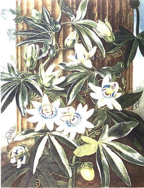 A Kék golgotavirág, Caldwell metszetében, Robert Thornton „A Flora temploma” című kocsmából. 1800 (színes metszet) alkotó: Philip (after) Reinagle