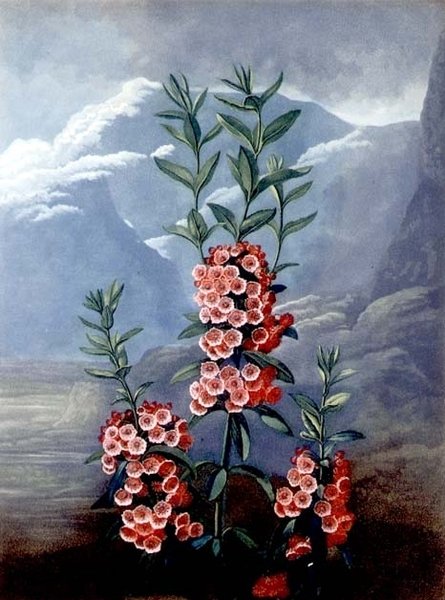 A keskeny levelű kalmia vagy hegyi babér, Caldwell metszetében, a „Flora temploma”, 1804-es publikációból (színes metszet) alkotó: Philip (after) Reinagle
