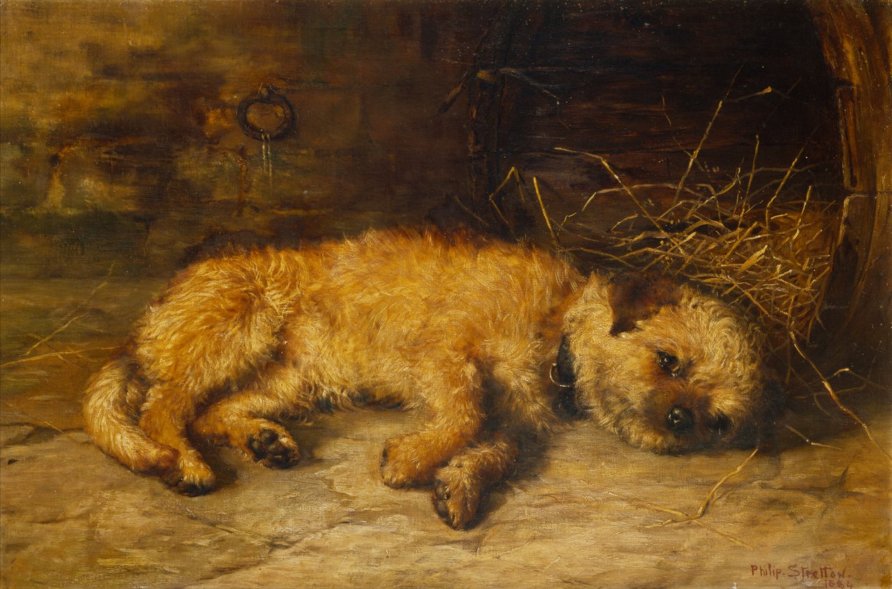 Border terrier kiskutya alkotó: Philip Eustace Stretton