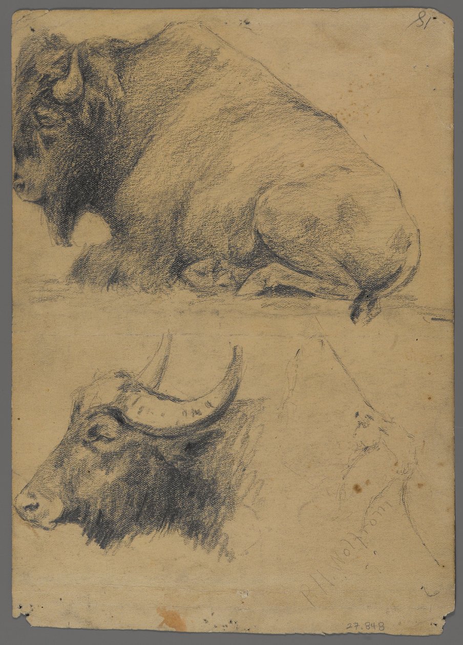 Bölény és vízibivaly feje (grafit papíron) alkotó: Philip H. Wolfrom