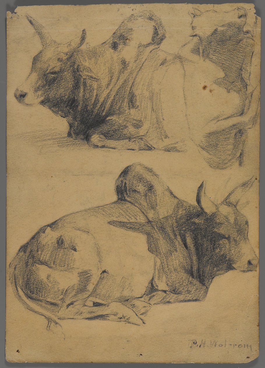 Brahman bikák (grafit papíron) alkotó: Philip H. Wolfrom
