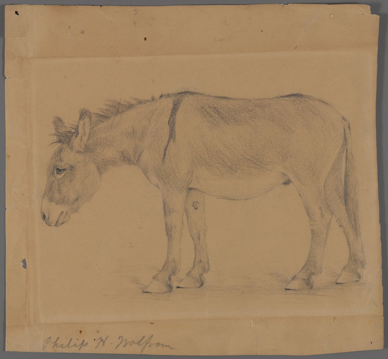Szamár (grafit papíron) alkotó: Philip H. Wolfrom