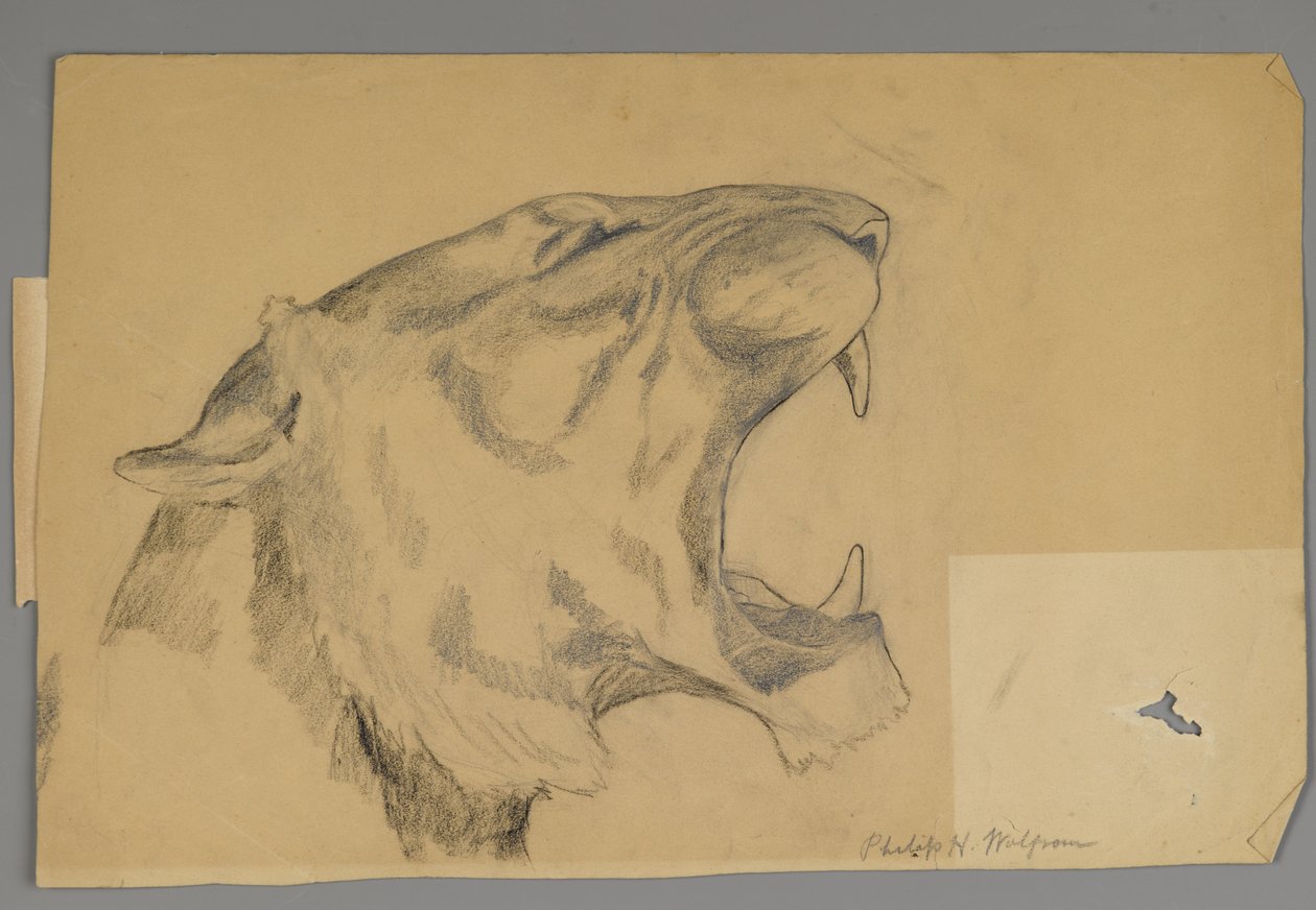 Ordító oroszlán feje (grafit és szén papíron) alkotó: Philip H. Wolfrom