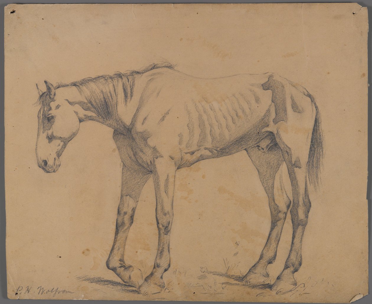 Ló (grafit papíron) alkotó: Philip H. Wolfrom