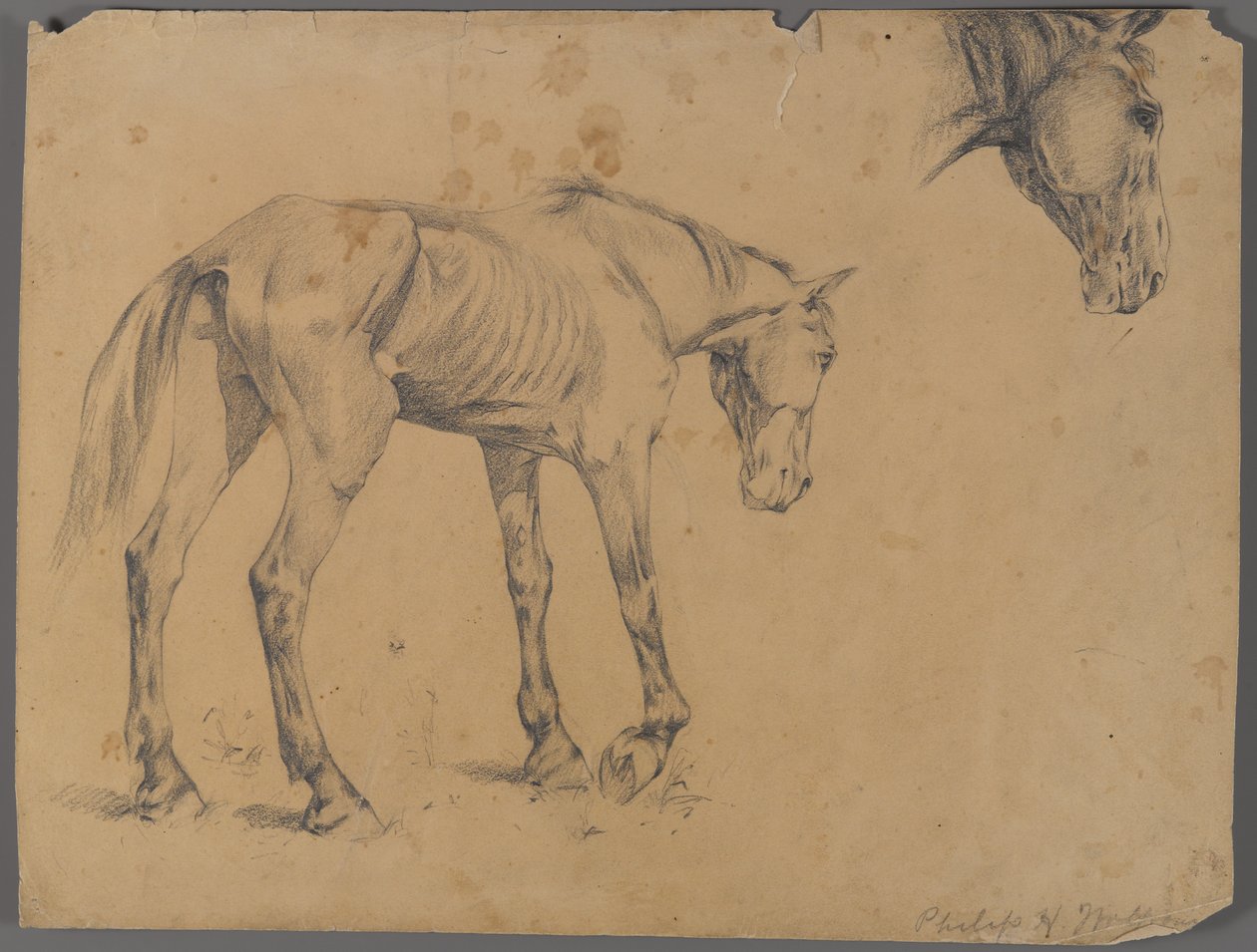 Ló és lófej (grafit papíron) alkotó: Philip H. Wolfrom