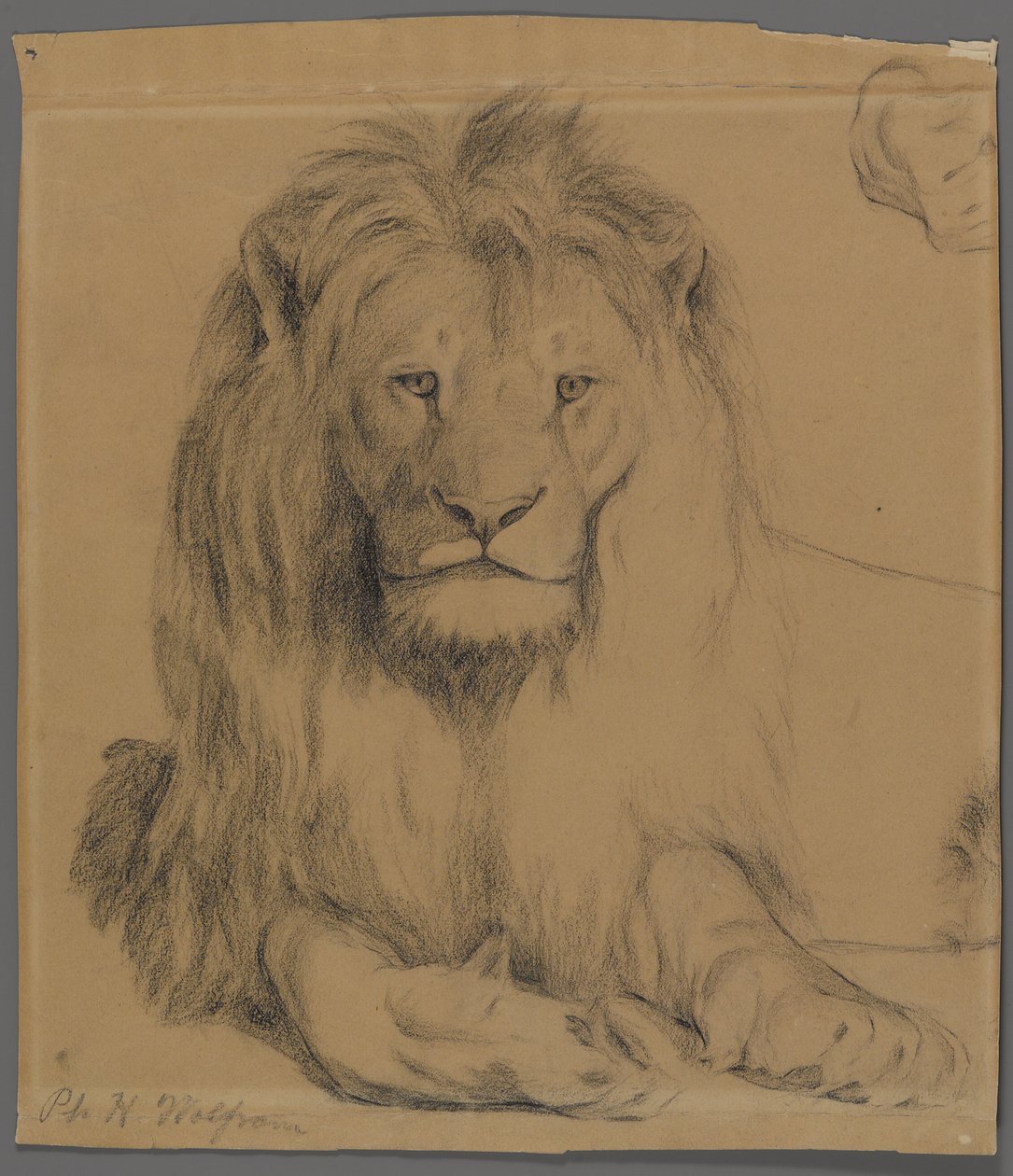 Oroszlán (grafit papíron) alkotó: Philip H. Wolfrom