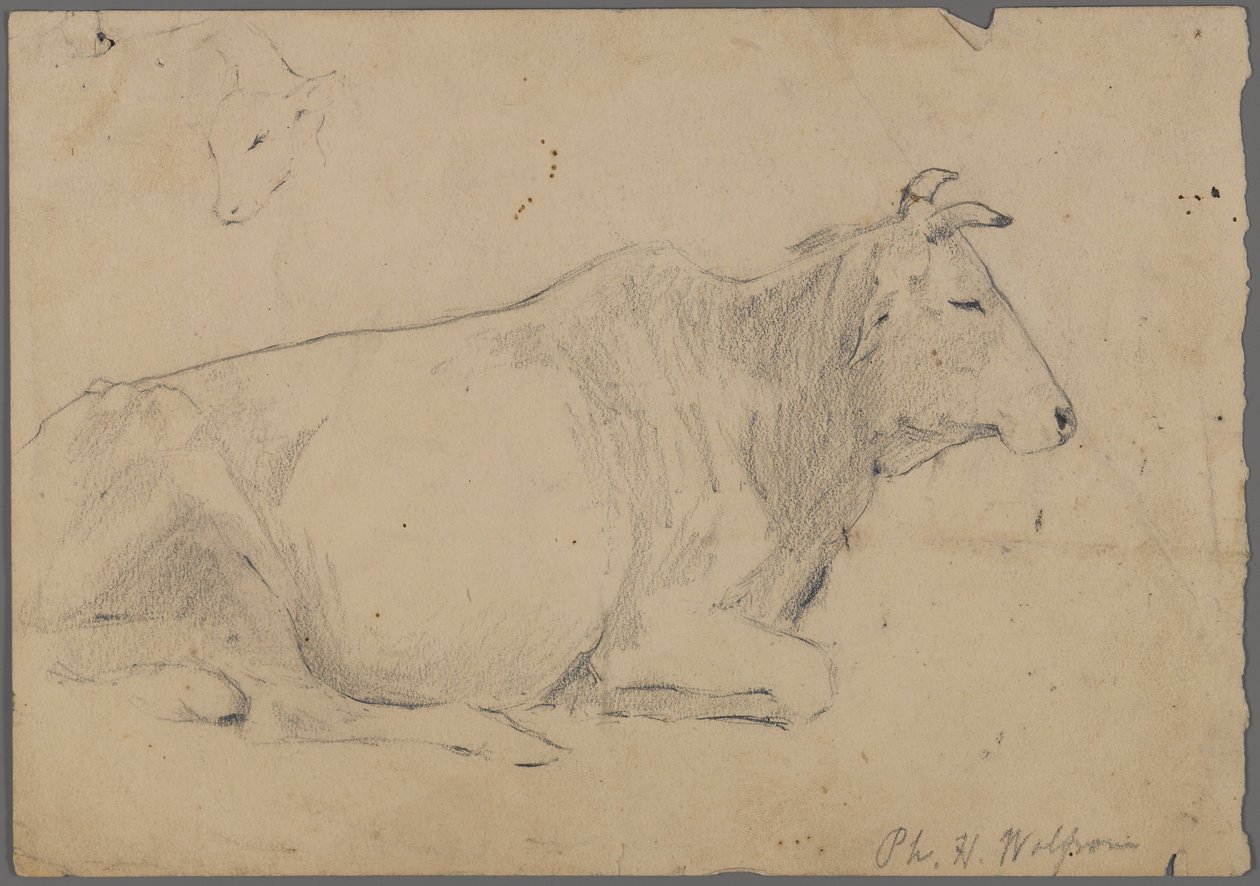 Ülő bika (grafit papíron) alkotó: Philip H. Wolfrom