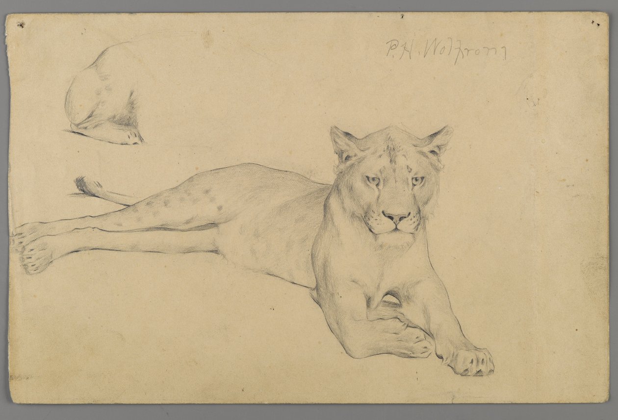 Ülő oroszlán (grafit papíron) alkotó: Philip H. Wolfrom