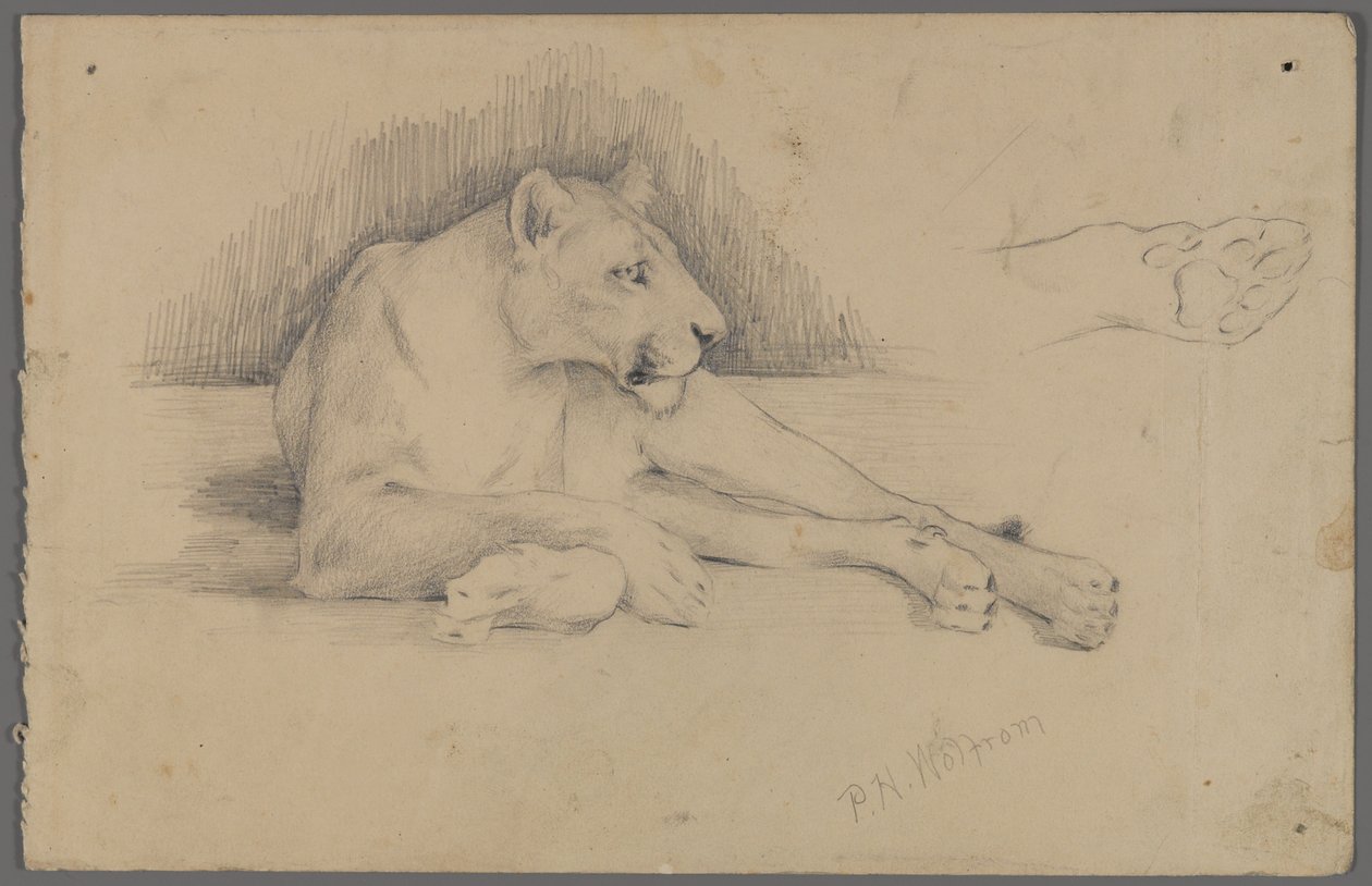 Ülő oroszlán (grafit papíron) alkotó: Philip H. Wolfrom
