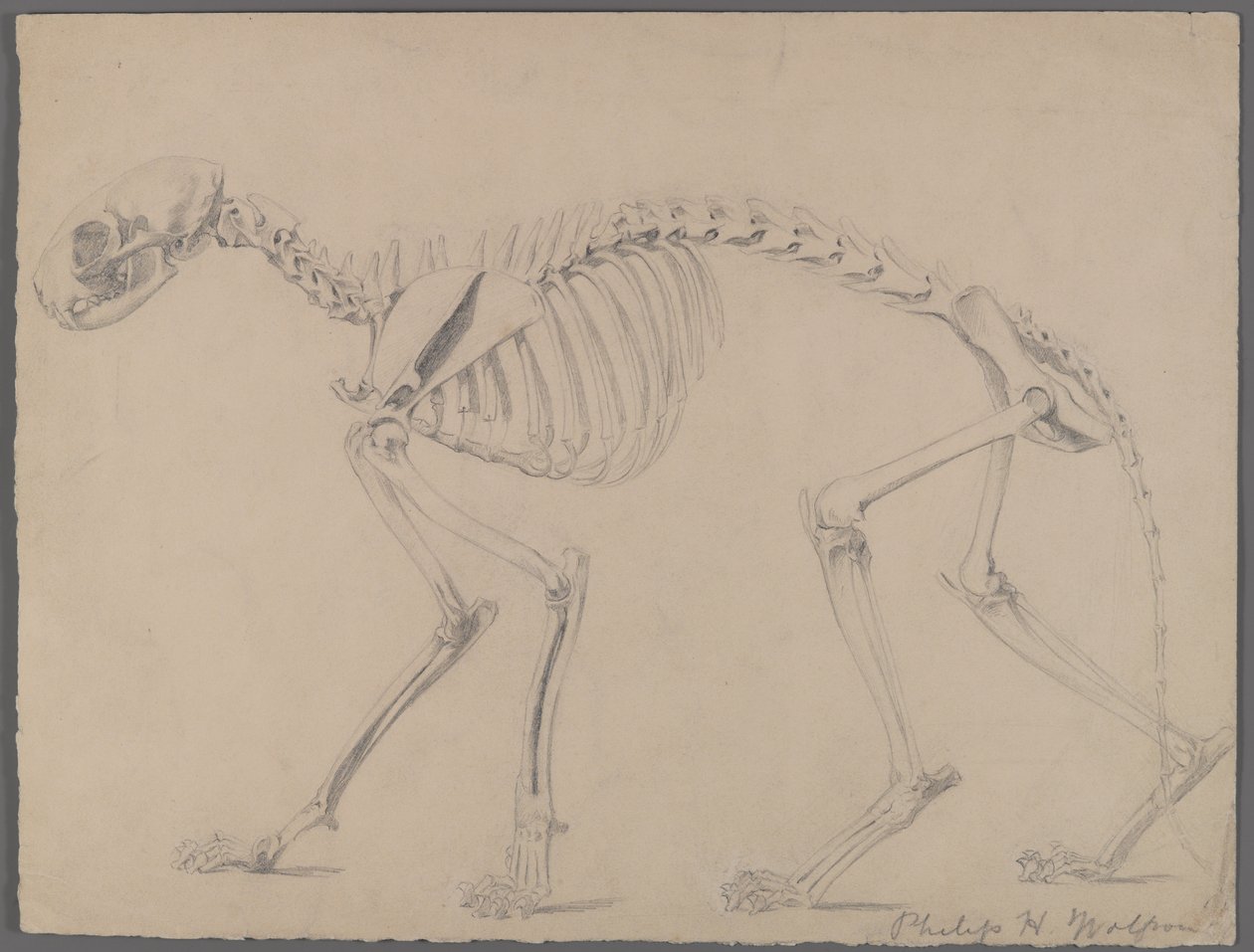 Egy macska csontváza (grafit papíron) alkotó: Philip H. Wolfrom