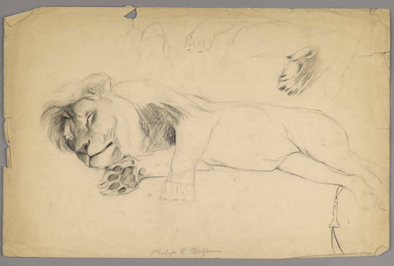 Alvó oroszlán (grafit papíron) alkotó: Philip H. Wolfrom