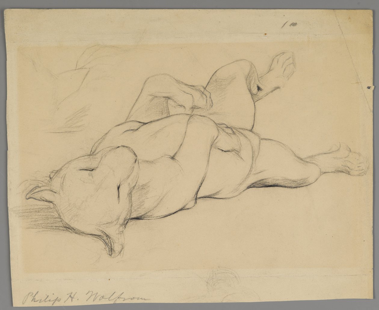 Alvó oroszlán (grafit papíron) alkotó: Philip H. Wolfrom