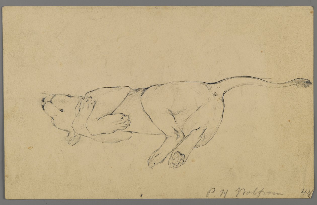 Alvó oroszlán (grafit papíron) alkotó: Philip H. Wolfrom