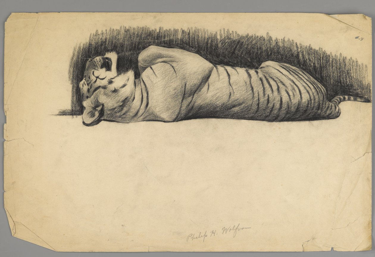Alvó tigris (szén papíron) alkotó: Philip H. Wolfrom