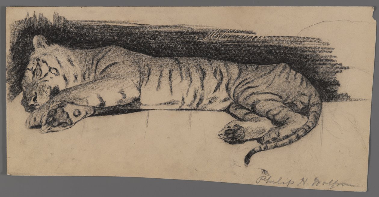 Alvó tigris (szén papíron) alkotó: Philip H. Wolfrom