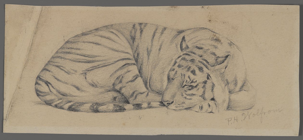 Alvó tigris (grafit papíron) alkotó: Philip H. Wolfrom