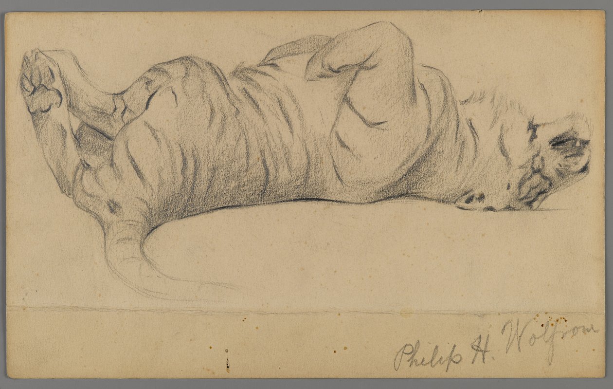 Alvó tigris (grafit papíron) alkotó: Philip H. Wolfrom