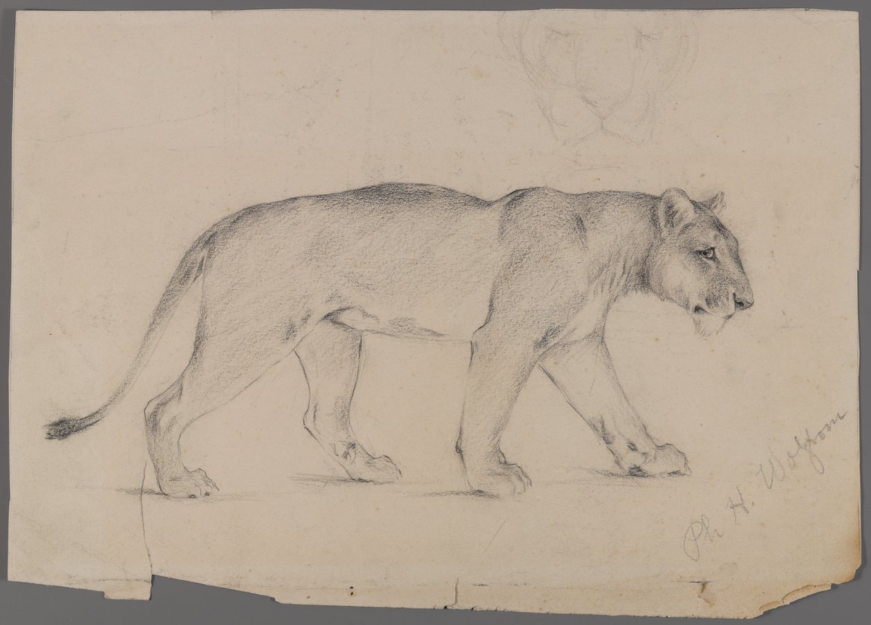 Vándorló oroszlán (grafit papíron) alkotó: Philip H. Wolfrom