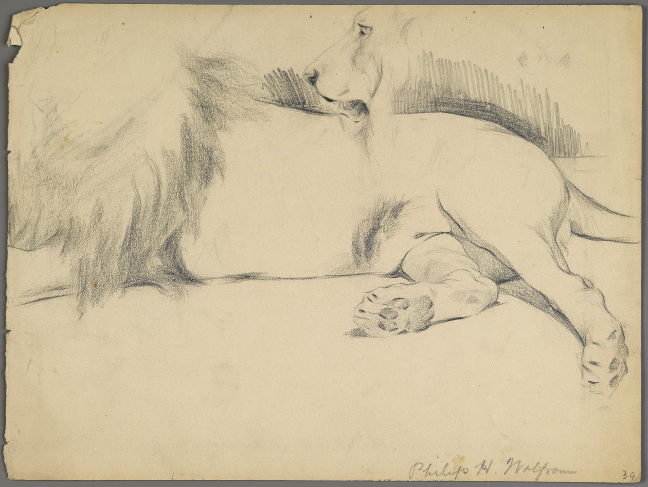 Oroszlántanulmányok (grafit papíron) alkotó: Philip H. Wolfrom