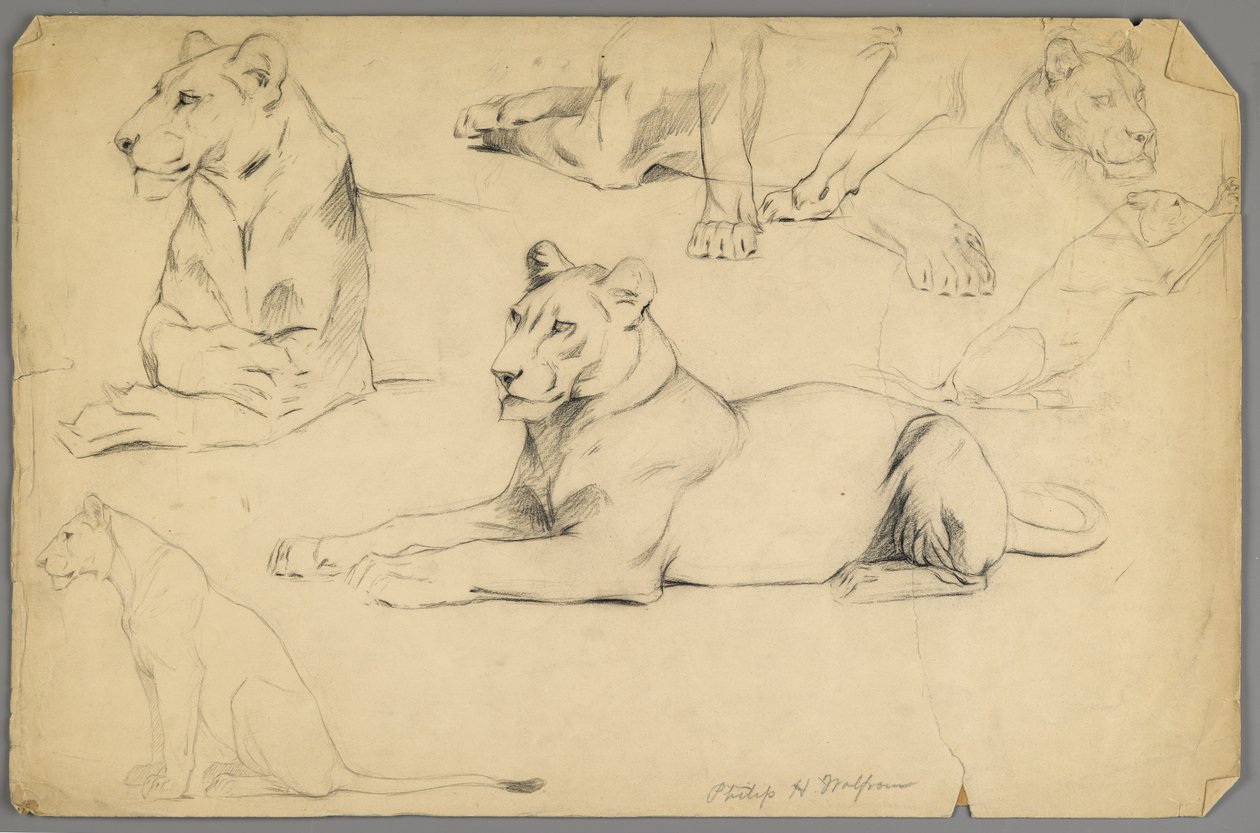 Oroszlántanulmányok (grafit és szén papíron) alkotó: Philip H. Wolfrom