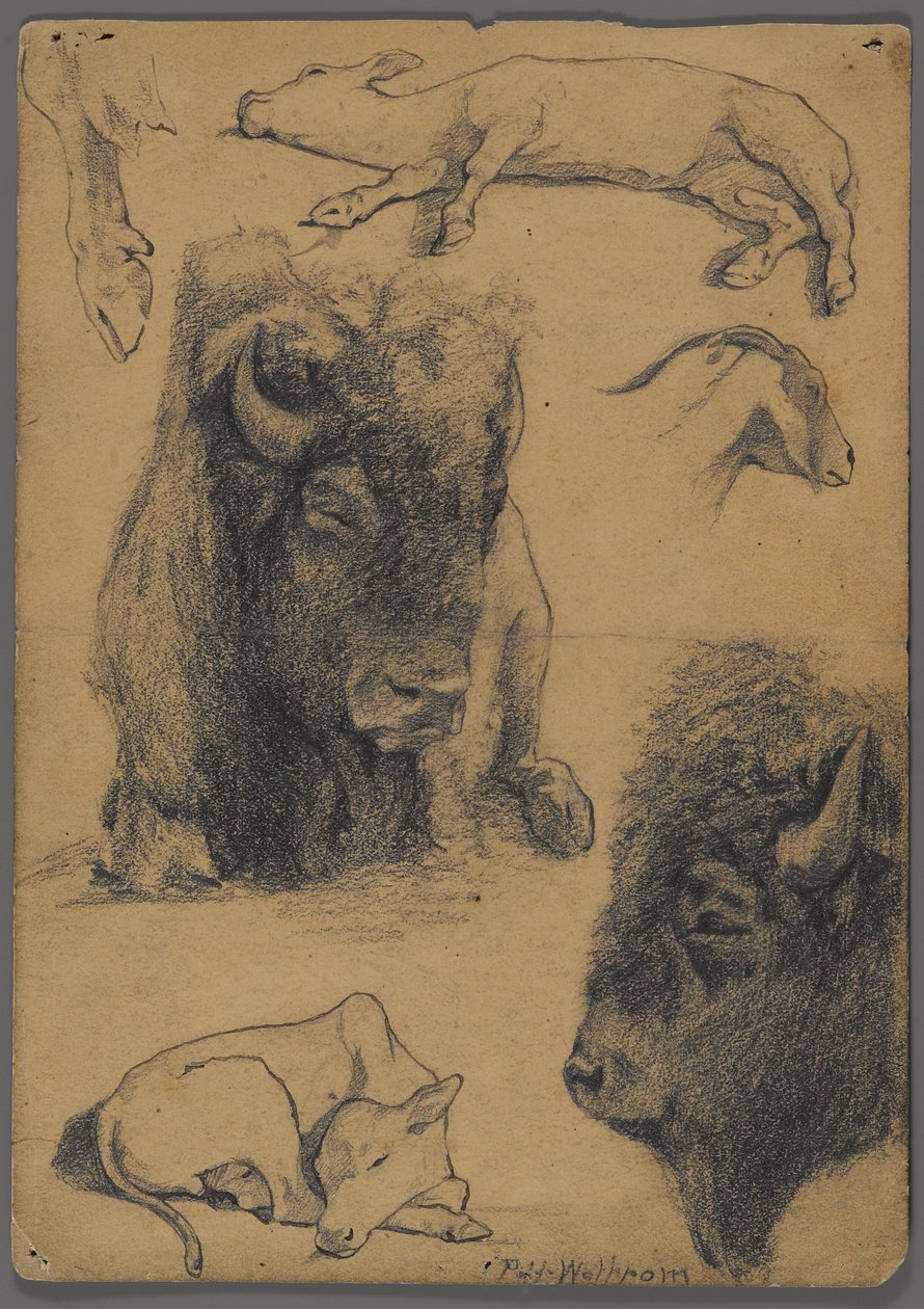 Bölény, borjú és kecske tanulmányozása (grafit és tinta papíron) alkotó: Philip H. Wolfrom